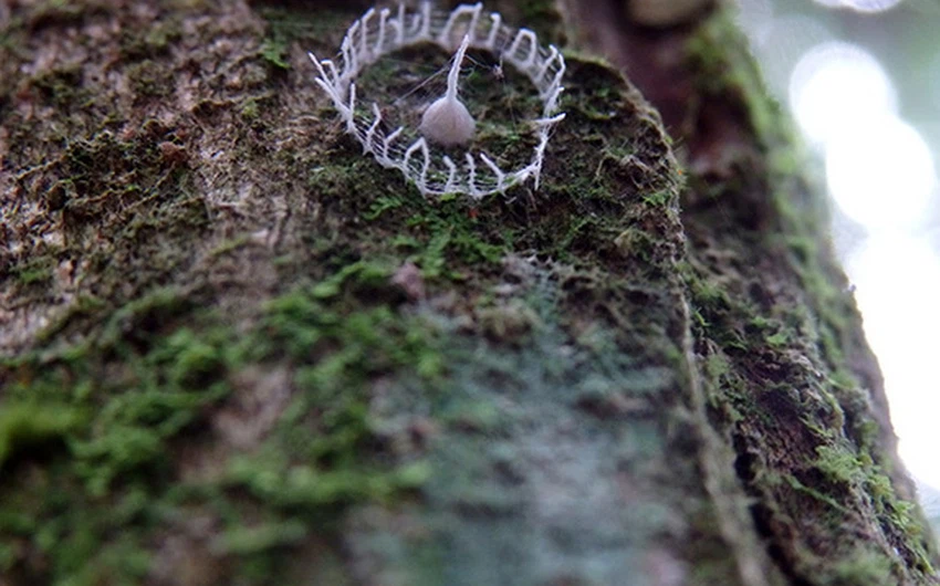 بالصور : اكتشاف أبراج صغيرة غامضة على أشجار الأمازون يُثير حيرة العُلماء!