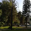 محمد